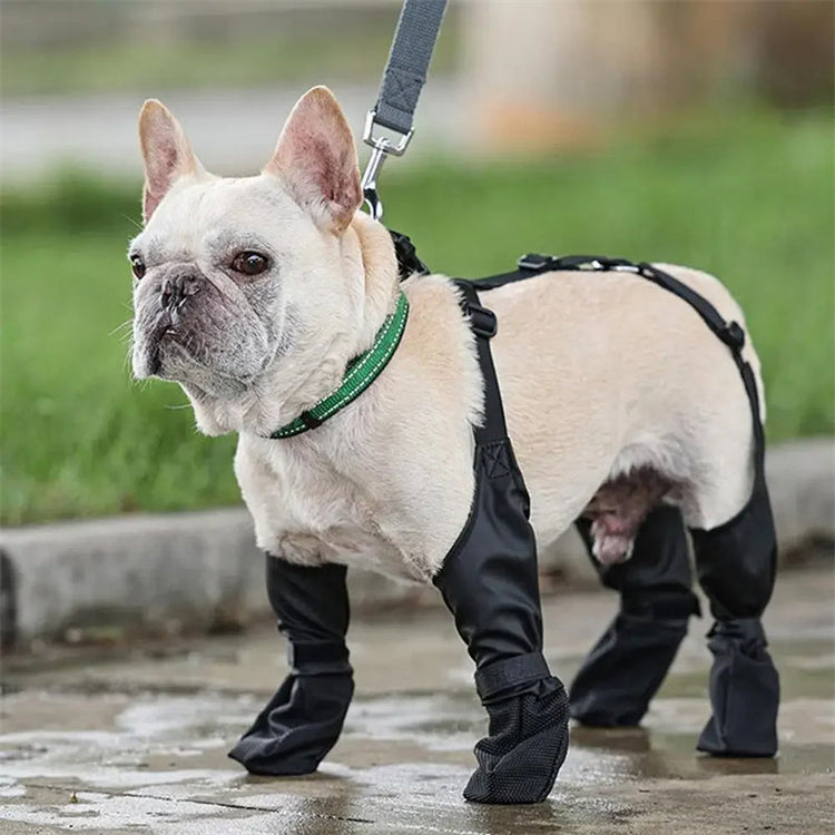 Dog Supplies - Cat Woof 