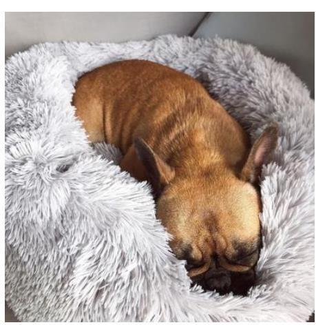 A cozy gray Cat Bed with a french bull dog resting in it content and happy 