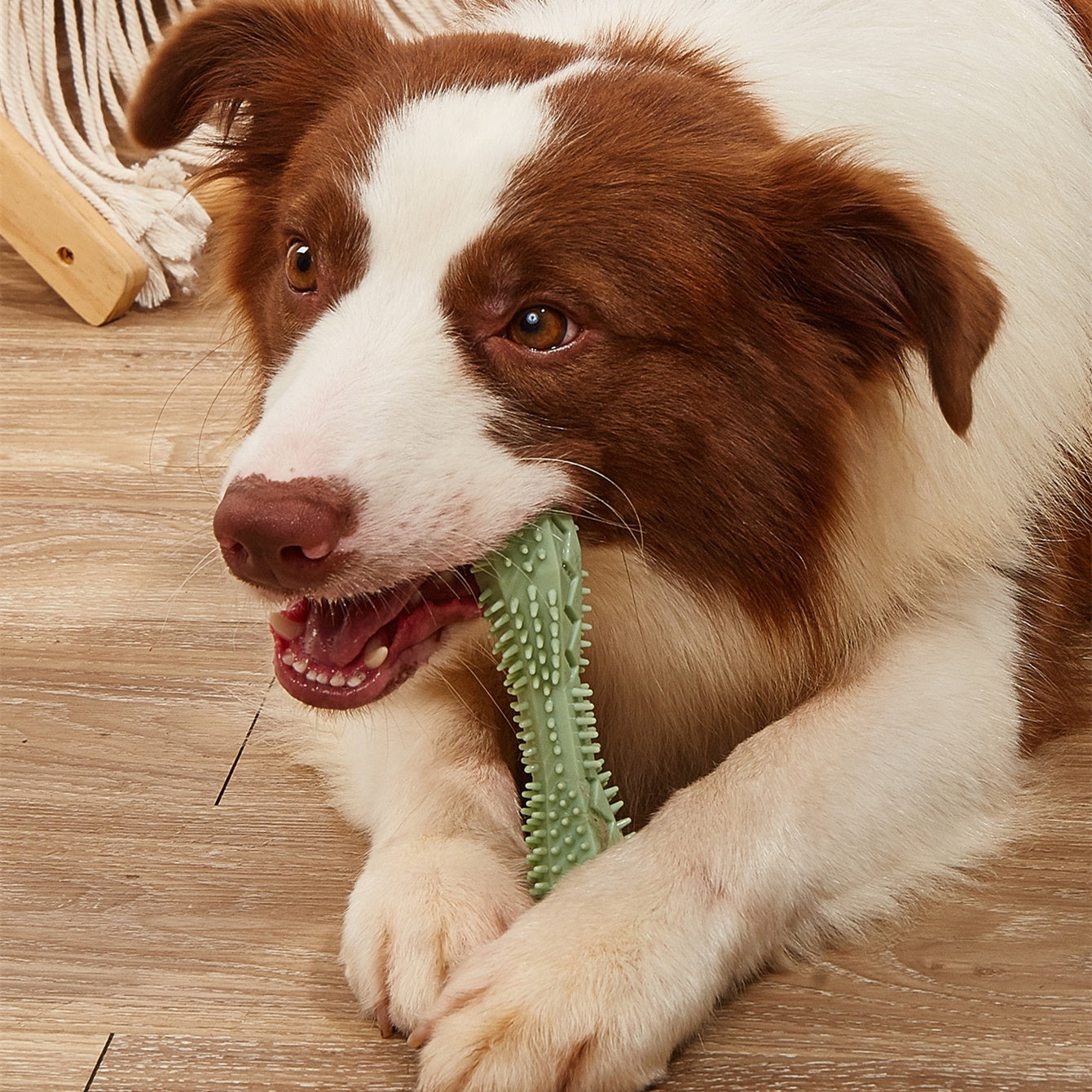 Brown and White Dog Biting on a Dog Dental Chew Toy for their Dental Hygiene