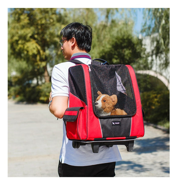 A Happy Dog in the Do Stroller on a mans back 