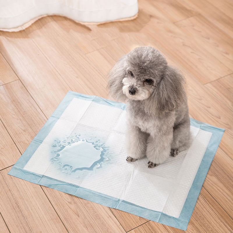 Dog Training Pads with an embarassed dog and a small mess