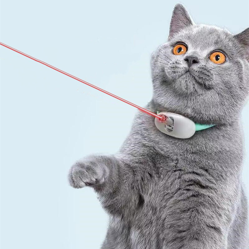 Laser Cat Collar on a gray cat 