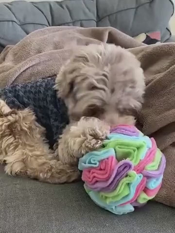 Dog Biting and Sniffing Colourful Snuffle Ball Toy 